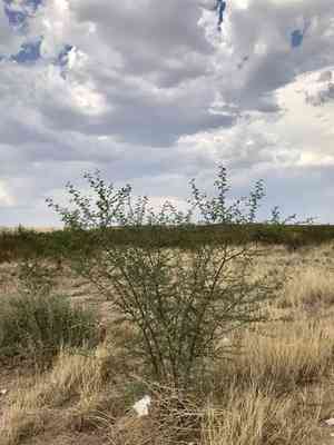 Whitethorn Acacia(Vachellia constricta)