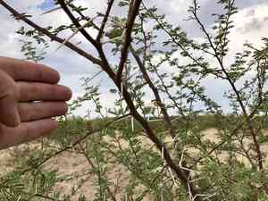 Whitethorn Acacia(Vachellia constricta)
