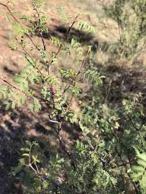 Whitethorn Acacia(Vachellia constricta)