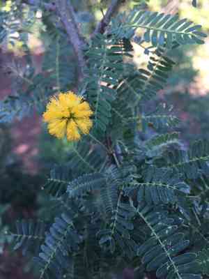 Sweet acacia(Vachellia farnesiana)