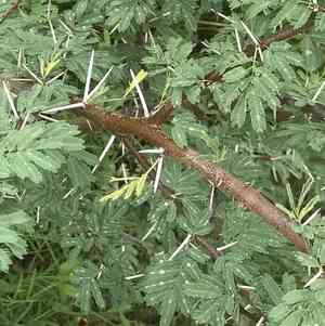 Sweet acacia(Vachellia farnesiana)