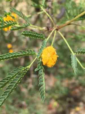 Sweet acacia(Vachellia farnesiana)