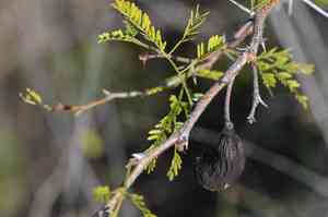 Sweet acacia(Vachellia farnesiana)
