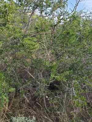 Blackbrush acacia(Vachellia rigidula)