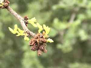 Blackbrush acacia(Vachellia rigidula)