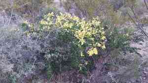 Blackbrush acacia(Vachellia rigidula)