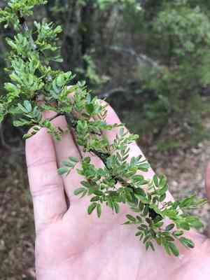 Blackbrush acacia(Vachellia rigidula)