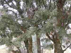 Vachellia schaffneri(Vachellia schaffneri)