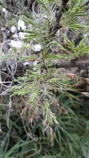 Vachellia schaffneri(Vachellia schaffneri)