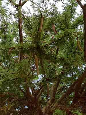 Vachellia schaffneri(Vachellia schaffneri)