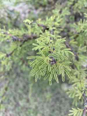 Vachellia schaffneri(Vachellia schaffneri)