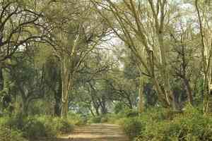 Fever tree(Vachellia xanthophloea)