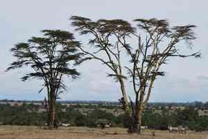 Fever tree(Vachellia xanthophloea)