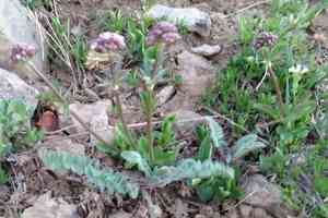 Sharpleaf valerian(Valeriana acutiloba)