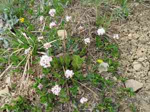 Sharpleaf valerian(Valeriana acutiloba)