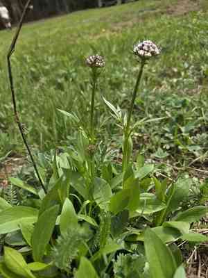 Sharpleaf valerian(Valeriana acutiloba)