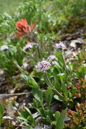 Sharpleaf valerian(Valeriana acutiloba)