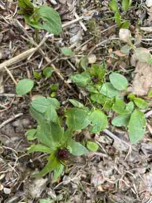 Capitate valerian(Valeriana capitata)