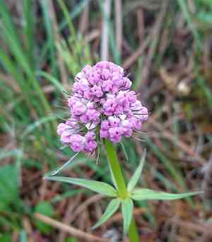 Capitate valerian(Valeriana capitata)