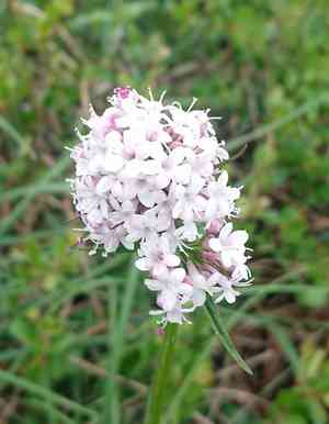 Capitate valerian(Valeriana capitata)