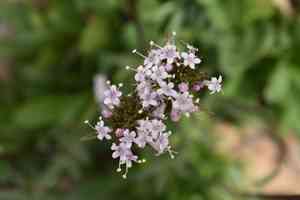 Capitate valerian(Valeriana capitata)