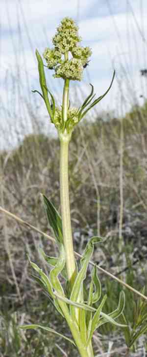 Tobacco root(Valeriana edulis)