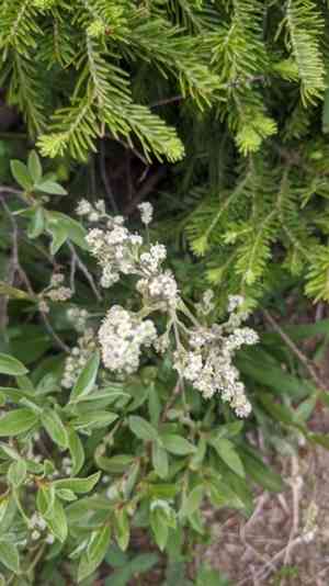 Tobacco root(Valeriana edulis)