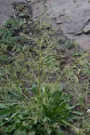 Tobacco root(Valeriana edulis)