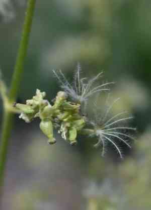 Tobacco root(Valeriana edulis)
