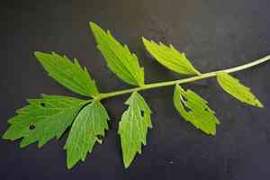 Valerian(Valeriana officinalis)