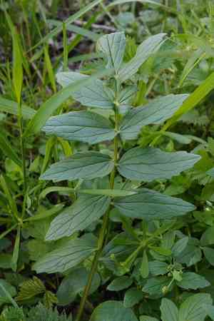 Valerian(Valeriana officinalis)