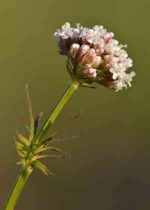 Valerian(Valeriana officinalis)