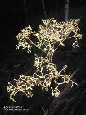 Valerian(Valeriana officinalis)