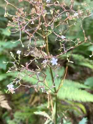 Valerian(Valeriana officinalis)