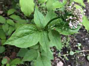Largeflower valerian(Valeriana pauciflora)