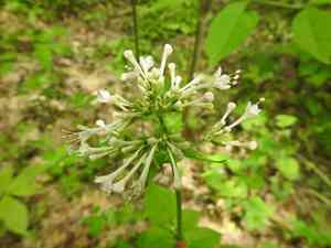 Largeflower valerian(Valeriana pauciflora)
