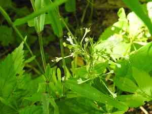 Largeflower valerian(Valeriana pauciflora)