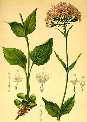 Valeriana (Valeriana)(Valeriana)