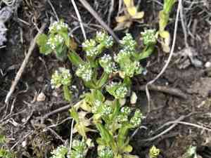 Corn salad(Valerianella locusta)