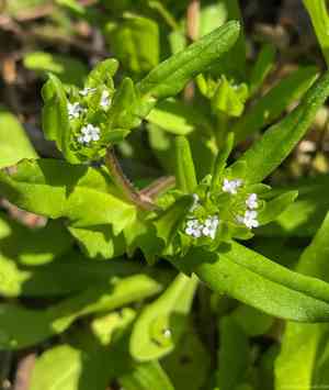 Corn salad(Valerianella locusta)