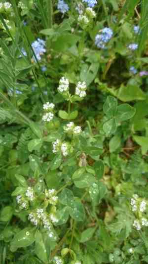 Corn salad(Valerianella locusta)