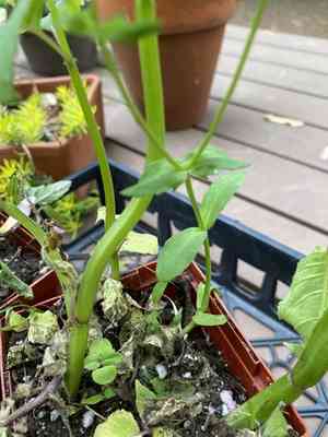 Corn salad(Valerianella locusta)