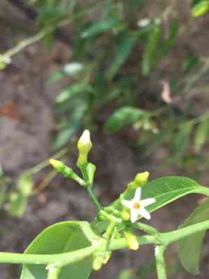 Tear shrub(Vallesia glabra)