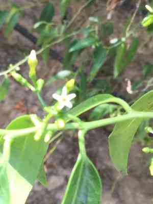 Tear shrub(Vallesia glabra)