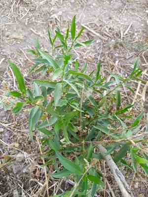 Tear shrub(Vallesia glabra)