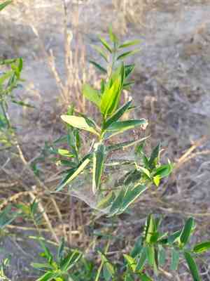 Tear shrub(Vallesia glabra)
