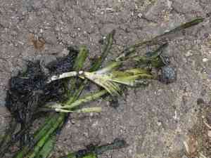 Eelgrasses (Vallisneria)(Vallisneria)