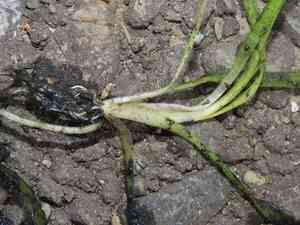 Eelgrasses (Vallisneria)(Vallisneria)