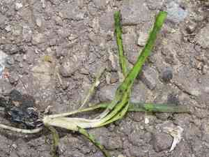Eelgrasses (Vallisneria)(Vallisneria)