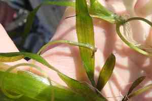Eelgrasses (Vallisneria)(Vallisneria)